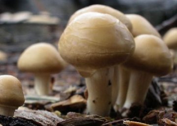 这些食物竟是抗流感药