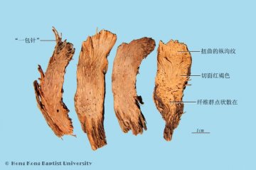 千年健（Qiannianjian）中药材鉴别照片