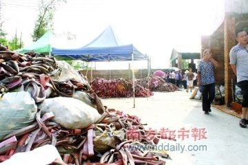 橡胶厂开在村中间恶臭熏人26年村民反复投诉无果