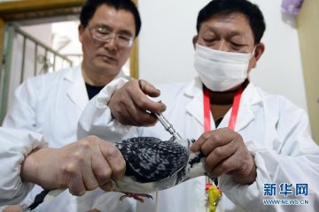 19.杭州信鸽协会为会员家养信鸽注射疫苗