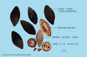 青果（Qingguo）中药材鉴别照片
