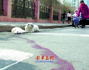 小狗将被撞死同伴拖至路边