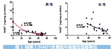 辅酶Ⅰ展现老年病防治优势