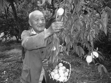 生态水果成为市场抢手货