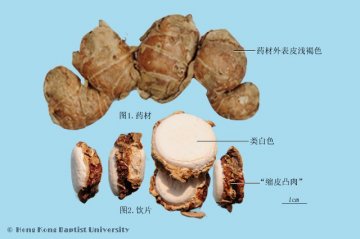山柰（Shannai）中药材鉴别照片