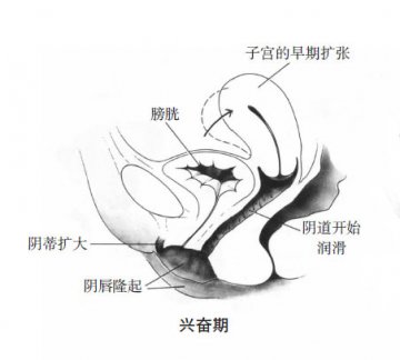 科普男女性器官在性反应周期中的变化