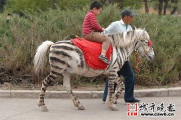 动物园经营者为白马画黑道冒充斑马