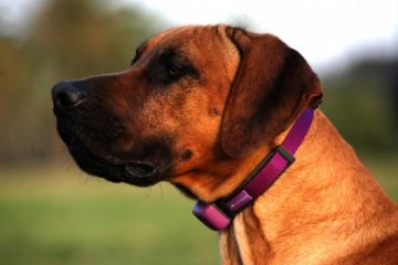 猫狗生病早知道： PetPace智能宠物项圈
