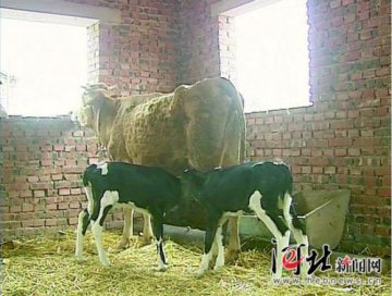 河北一头普通黄牛成功生下双胞胎克隆奶牛
