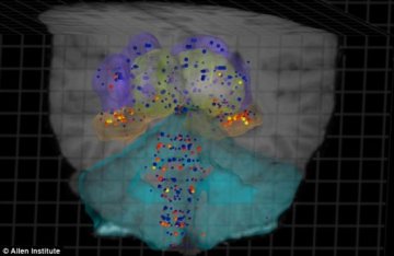 美科学家绘制大脑3D透视图涵盖所有基因组