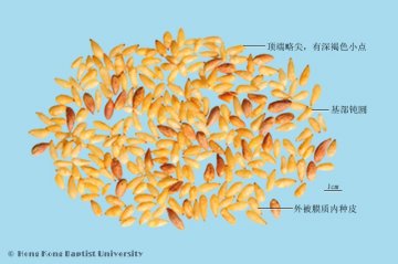 柏子仁（Baiziren）中药材鉴别照片