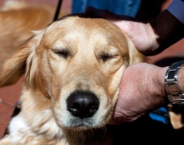 1.一只闭目养神的金毛犬