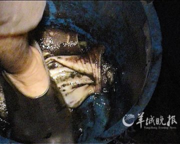 记者曝黑作坊熟食加工流程：硫化物浸泡脚踩去毛