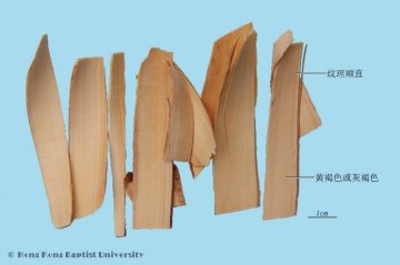 檀香（Tanxiang）中药材鉴别照片