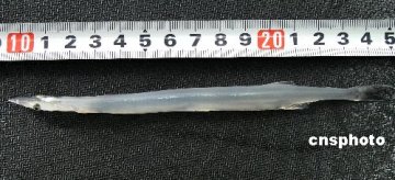 神秘怪鱼现身三峡 全身透明不见骨骼