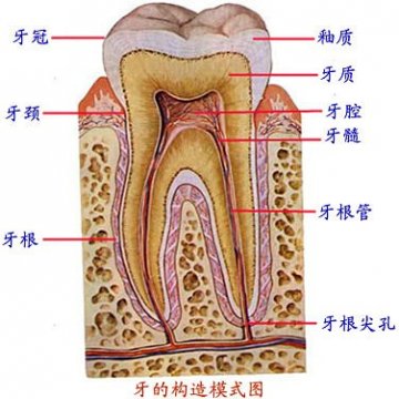 牙的构造