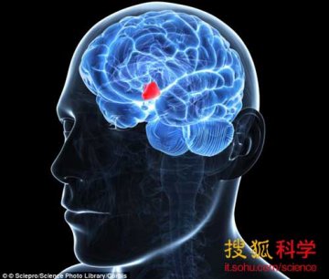 人脑中发现控制衰老区域 “返老还童”实现在望