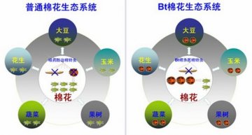 Bt棉生态系统研究入选2012年度中国科学十大进展