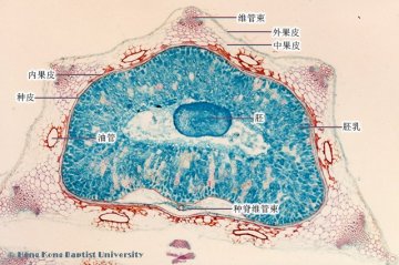 小茴香（Xiaohuixiang）中药材横切面显微鉴别照片