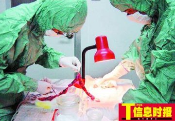 医学实验动物中心揭秘：小白鼠生活奢华一夫六妻