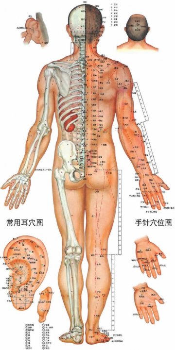 标准人体经络穴位图-背面