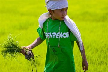 转基因试验悬案：3成网友忧中国儿童被当小白鼠