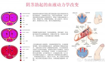 信息图：阴茎勃起的血流动力学改变
