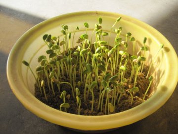 这15种食品最易被掺毒