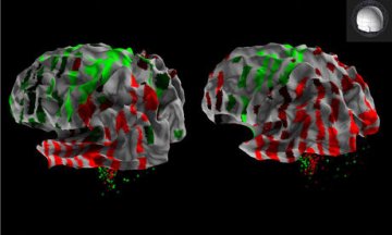 美科学家绘制人脑3D透视图涵盖所有基因组