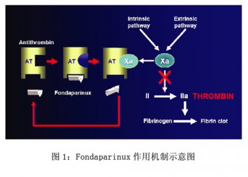 选择性Ⅹa因子抑制剂Fondaparinux在急性冠脉综合征中的研究进展