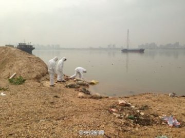 江西南昌赣江现137头死猪 专家称不影响水质