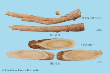 黄芪（Huangqi）中药材鉴别照片