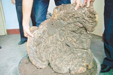 沙土中挖出35斤肉球 专家称其有生命特征