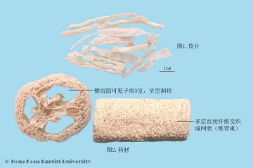 丝瓜络（Sigualuo）中药材鉴别相册