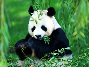 熊猫粪便细菌 或能造新燃料