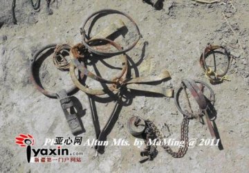 报告称每年被猎杀候鸟中近七成是毒杀