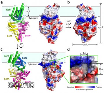 Nature：施一公解析能量耦合因子转运蛋白