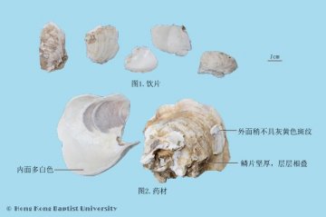 牡蛎（Muli）中药材鉴别照片