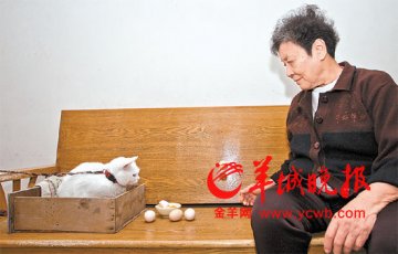市民疑买到假鸡蛋弹力超乒乓球 商家称系劣质蛋