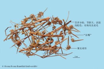 老鹳草（Laoguancao）中药材鉴别照片