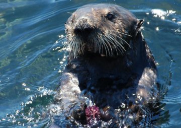 加利福尼亚蒙特利湾海岸海獭之死元凶查明