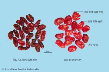 山茱萸（Shanzhuyu）中药材鉴别照片