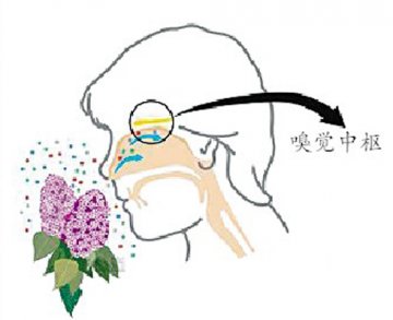 健康速递：嗅觉障碍与死亡风险增加有关