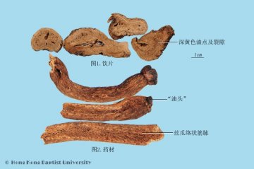 川木香（Chuanmuxiang）中药材鉴别照片