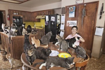 美国女子30年收留700只流浪猫