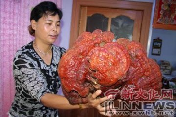 女子挖得巨大灵芝 可能已生长上千年