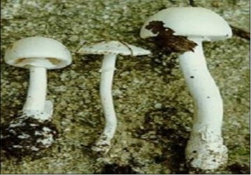 世界十大致命毒药
