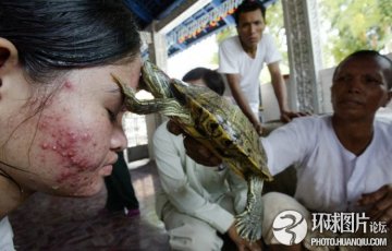 全球最不可思议的“治病”怪招 泰国用蛆治病