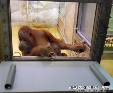 研究发现类人猿能察觉选择中的错误