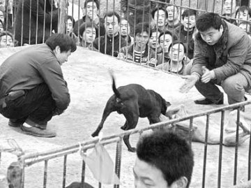 9岁男孩被自家大型犬咬死
